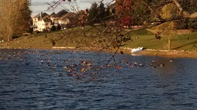 canada-geese-oct-2016-copy-copy