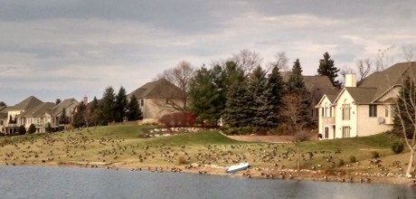 stonebridge birds 2 - Copy